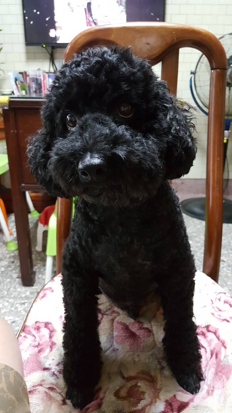 人氣類別