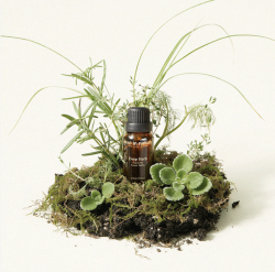 Deep Herb 香草清香精油 15ml